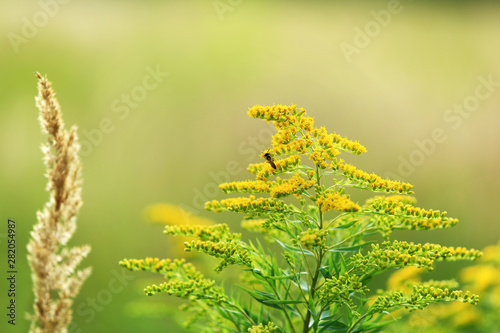 Nawłoć kanadyjska i pszczoła, polne ziele na łące. © Stanisław Błachowicz
