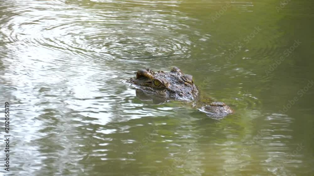 Close up crocodile swimming in the water at the zoo Close up crocodile swimming in the water at the zoo
