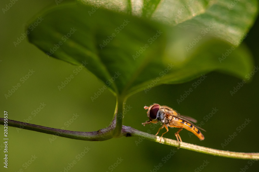 Naklejka premium Winterschwebefliege