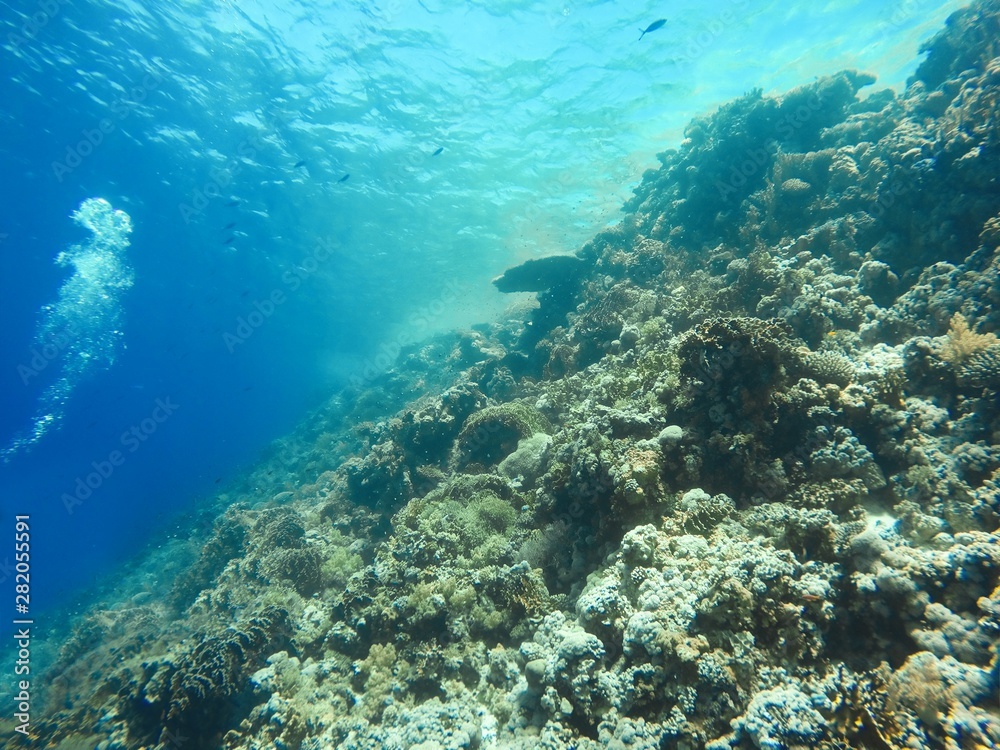 Coral Reef underwater in the sea Coral Reef underwater in the sea