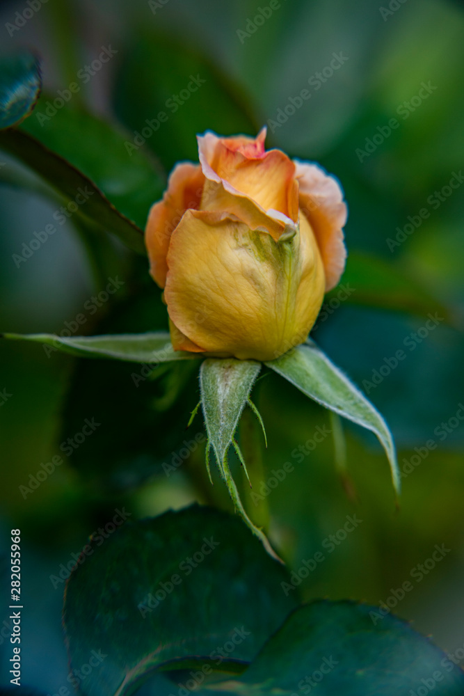 flora, Bush, plant, rose, branch, stem, green, foliage, Bud, flower flora, Bush, plant, rose, branch, stem, green, foliage, Bud, flower