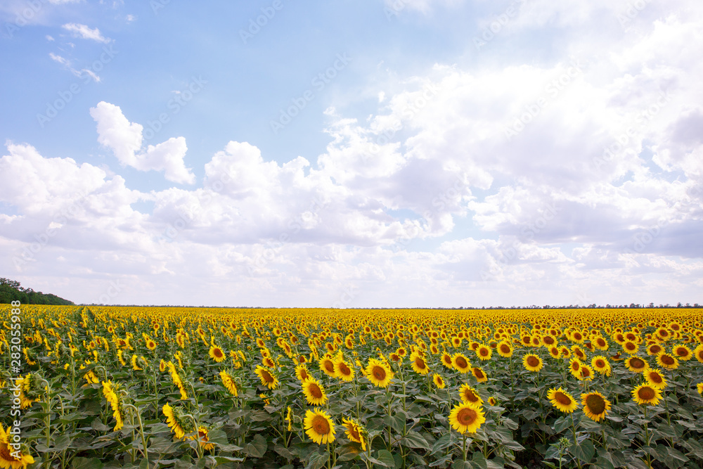 Naklejka premium Sunflowers are blooming in the field.
