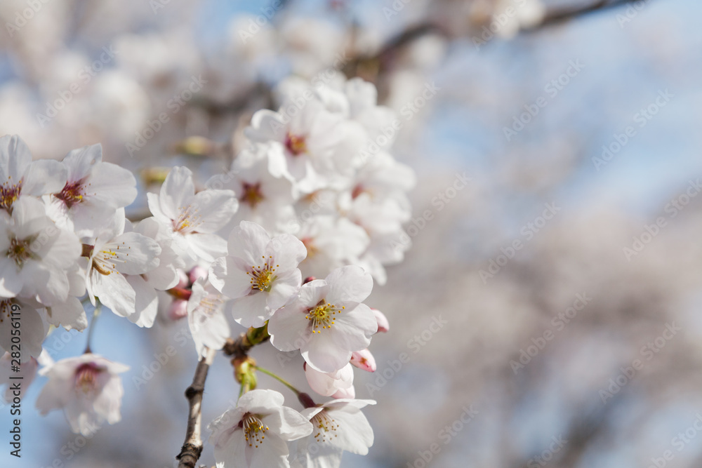 Somei Yoshino cherry blossoms bloom Somei Yoshino cherry blossoms bloom
