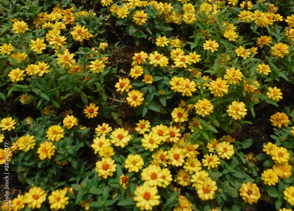Flowers are blooming with bright yellow colors. Surrounded by nature Flowers are blooming with bright yellow colors. Surrounded by nature