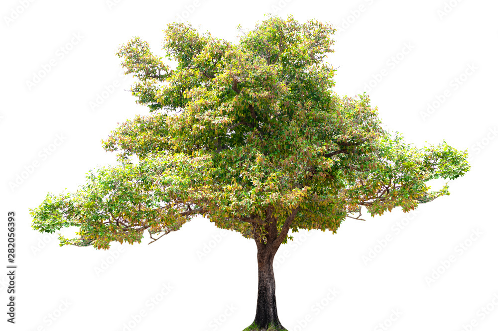 Fototapeta premium tree isolated on white background. / clipping path
