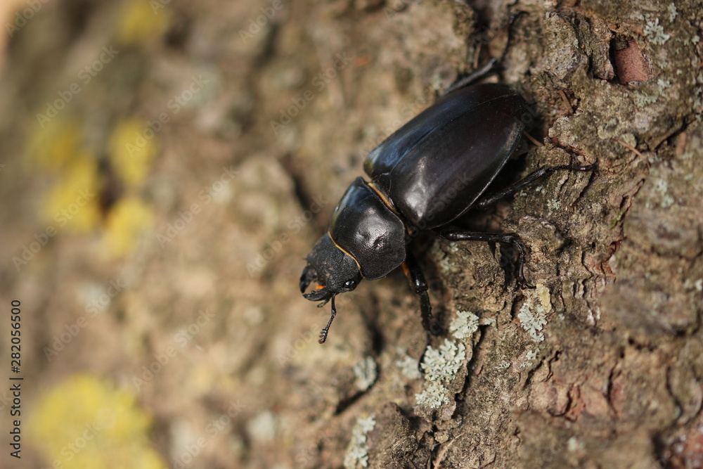 Hirschkäfer Weibchen Hirschkäfer Weibchen