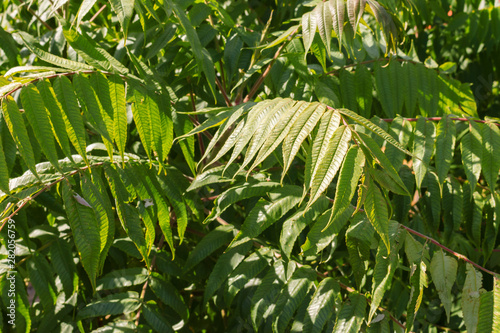 Картината върху платно Rhus typhina, the staghorn sumac leaves in the light of the sun