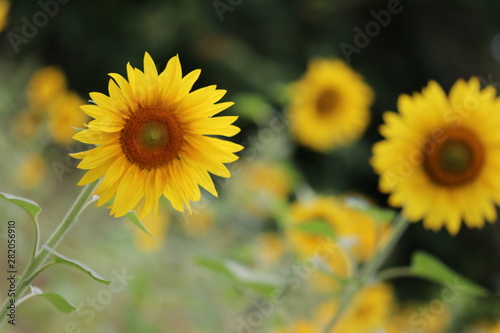 Sonnenblumen Feld