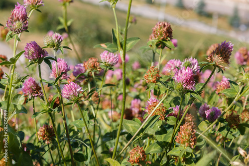summer field herbs among which are red clover flowers. Beautiful clover flowers at sunset in a park  selective focus.
