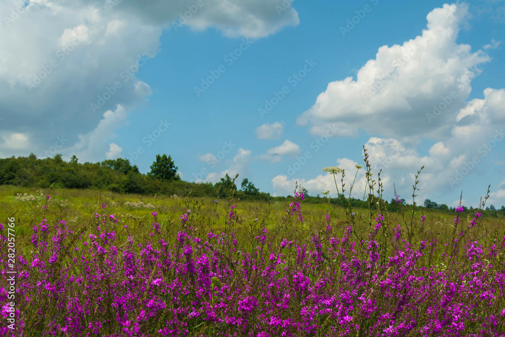 Beautiful rural landscape with purple flowers on a wild meadow. Clear Sunny summer day. White clouds on blue sky. Green vegetation.