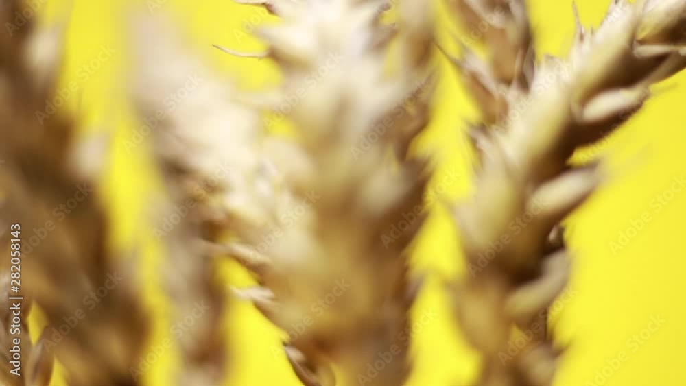 Extreme Close Up Of Rotating Cereal Ears On Yellow Background. Loop Vodeo Extreme Close Up Of Rotating Cereal Ears On Yellow Background. Loop Vodeo