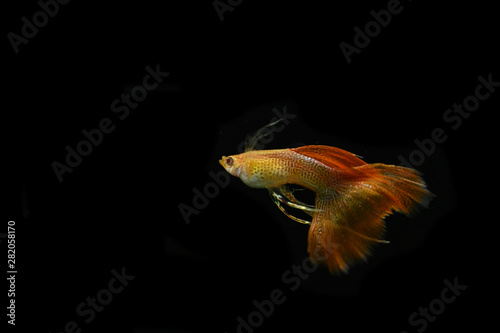 Asian guppy fish photo