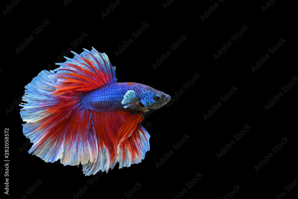 Fototapeta premium Beautiful fish in Thailand