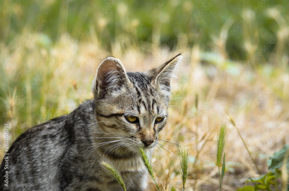 Young yawning kitten looking like a serval in the field grass