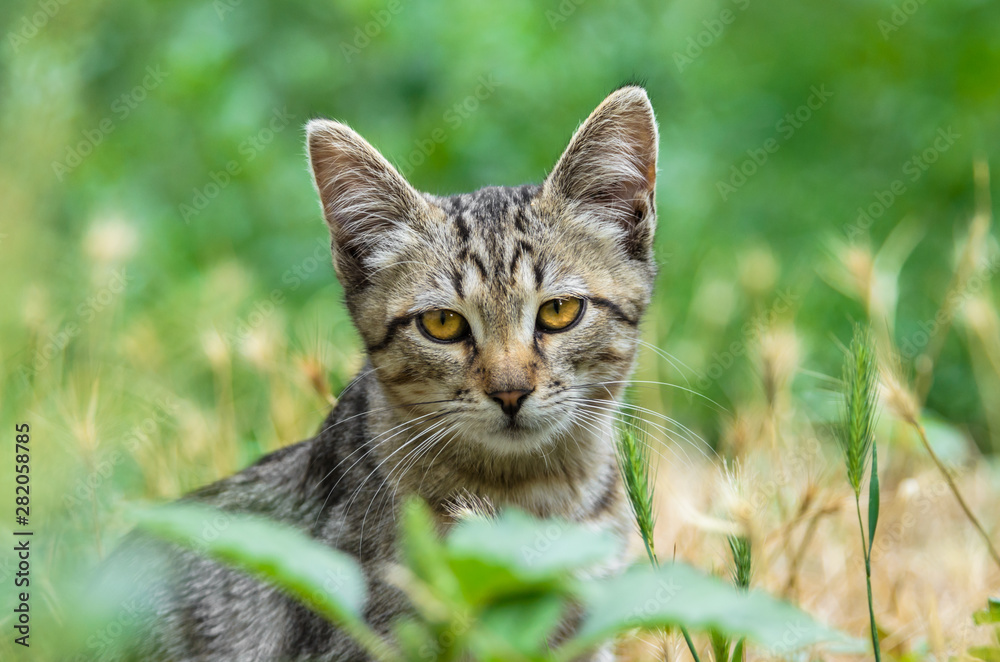 Portrait of a beautiful young gray kitten in the grass