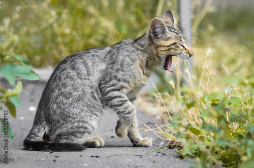 Young yawning kitten looking like a serval in profile