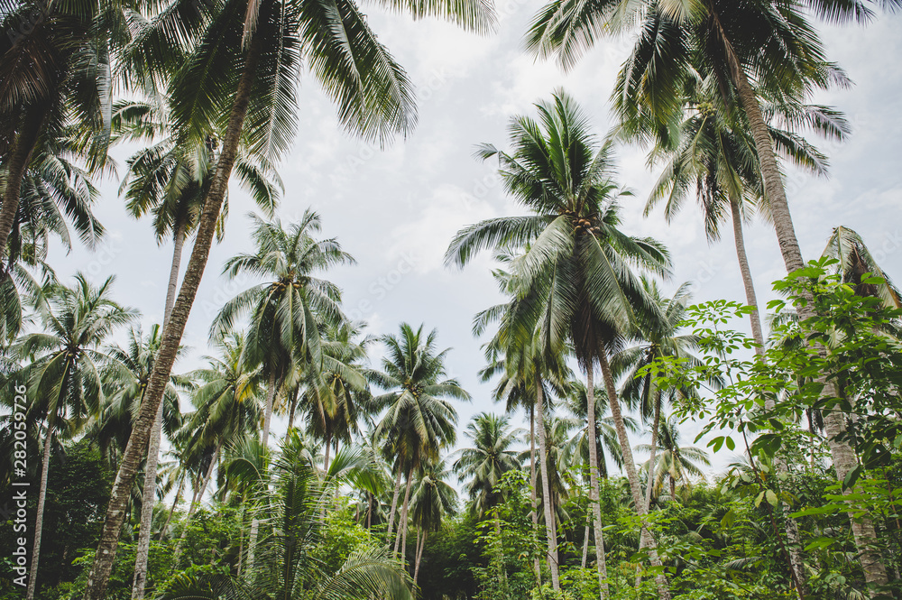 Coconut and sky gardens in Thailand Coconut and sky gardens in Thailand