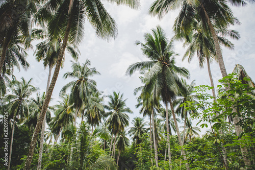 Coconut and sky gardens in Thailand