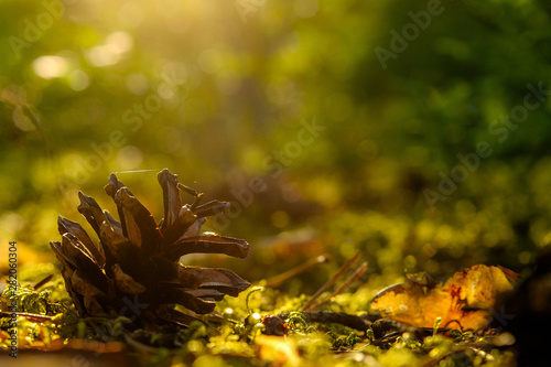 Pine cone lies in the moss in the evening forest