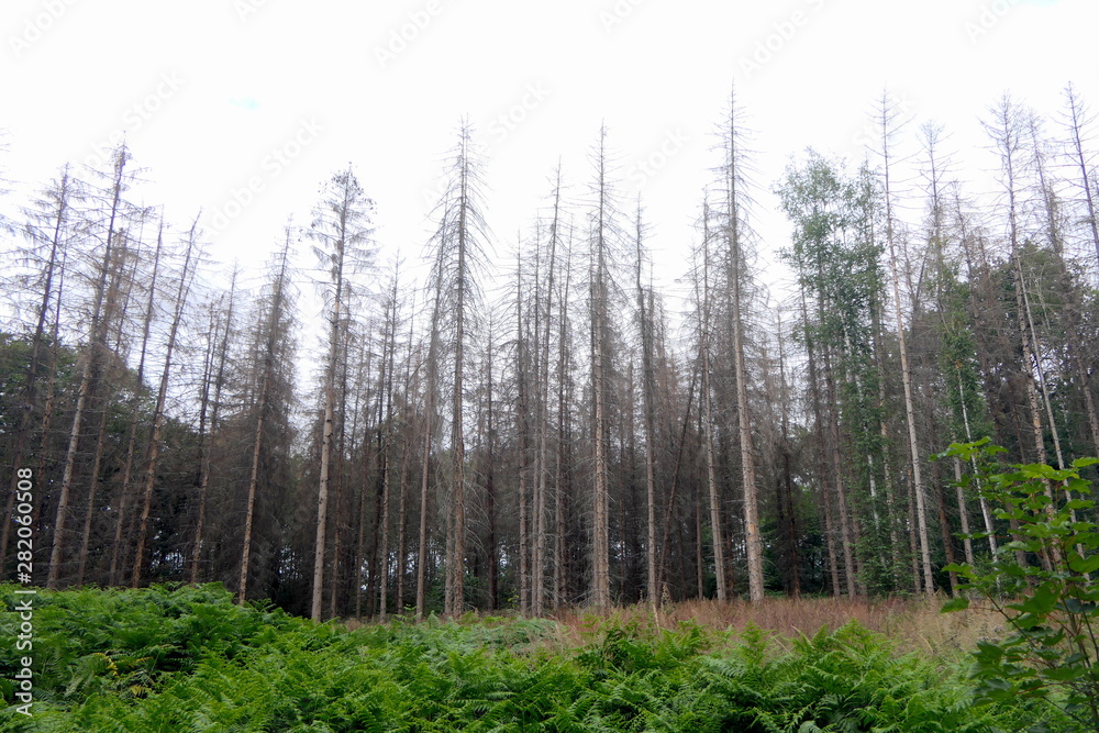 abgestorbene Fichten im Hambacher Forst