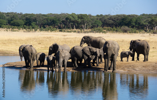 herd of elephants in africa