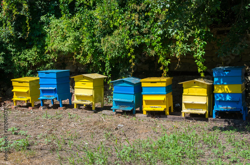 hives in the field