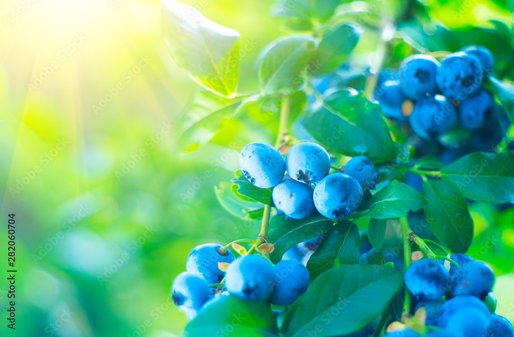 Blueberry plant. Fresh and ripe organic Blueberries growing in a garden. Healthy food. Agriculture - obrazy, fototapety, plakaty 