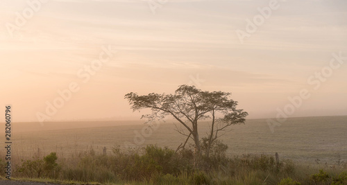 The tree and the Dawn Mystitica 01