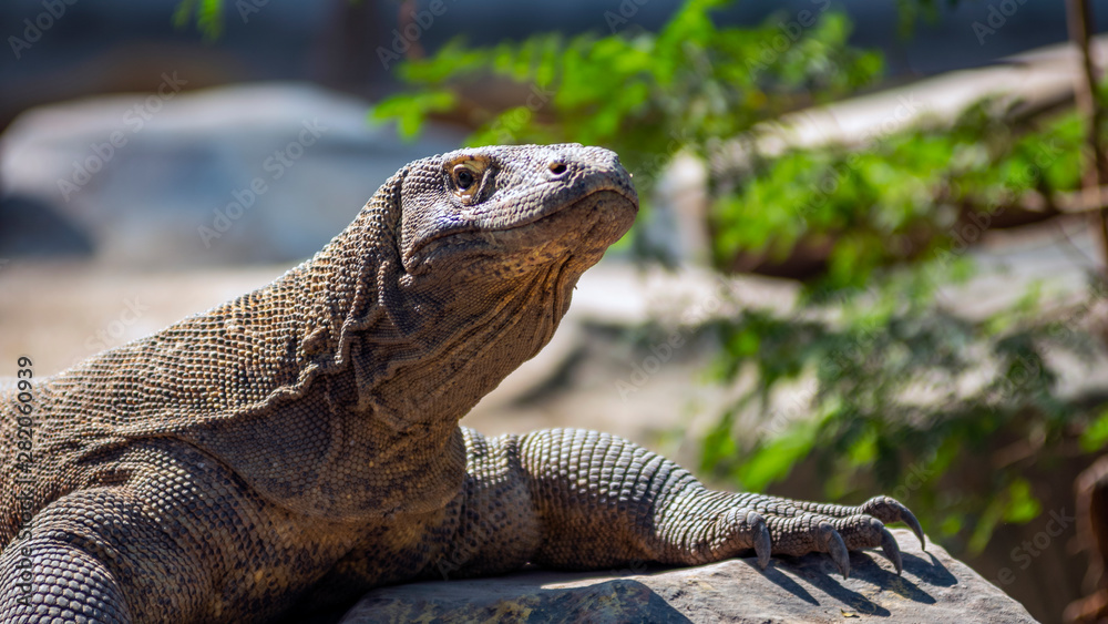 Obraz premium Komodo is the largest species of the Varanidae family, with an average length of 2-3 meters and can weigh up to 100 kg