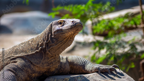  Komodo is the largest species of the Varanidae family  with an average length of 2-3 meters and can weigh up to 100 kg