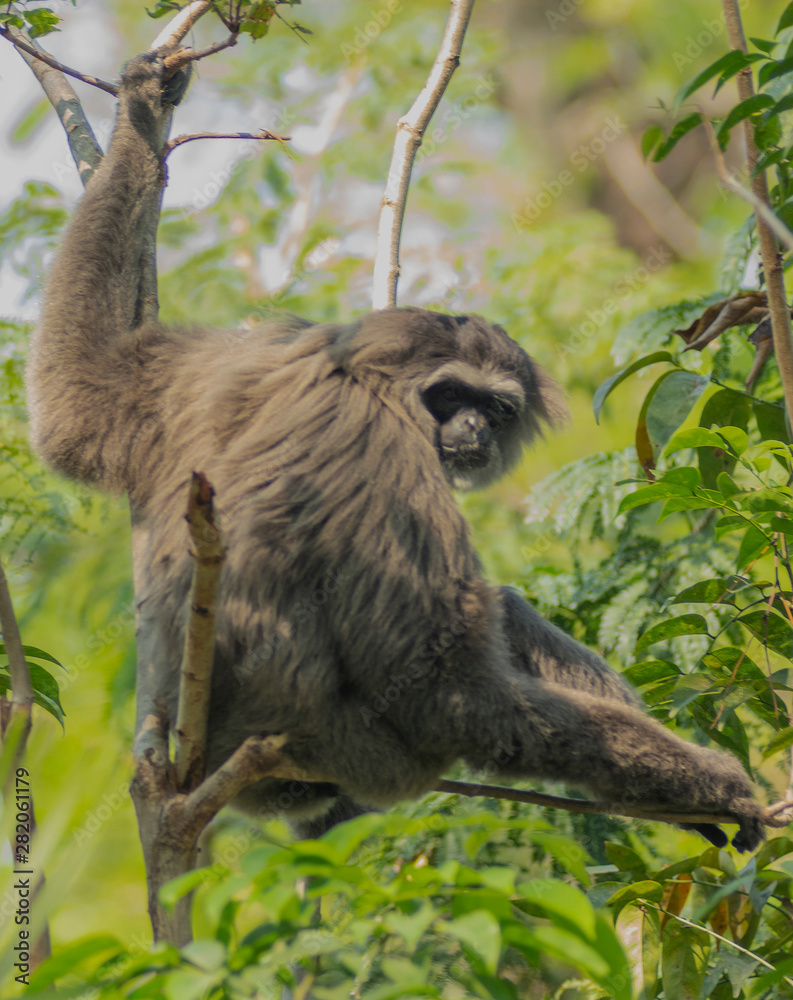 Fototapeta premium Javan gibbon is a type of primate member of the Hylhiddae tribe. With a population of between 1,000 and 2,000, this monkey is the rarest species of gibbons in the world.