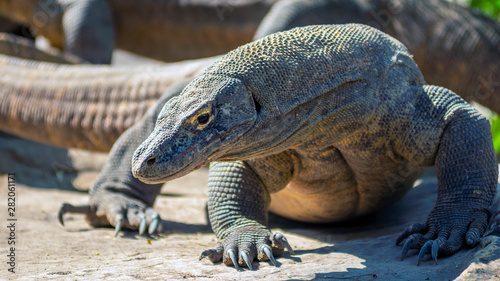  Komodo is the largest species of the Varanidae family  with an average length of 2-3 meters and can weigh up to 100 kg.