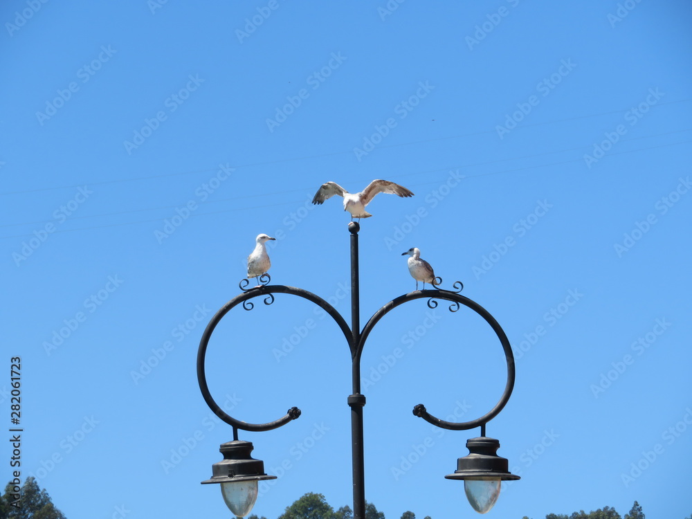 Beautiful gulls of great beauty and nice color mugging for the camera Beautiful gulls of great beauty and nice color mugging for the camera Beautiful gulls of great beauty and nice color mugging for the camera Beautiful gulls of great beauty and nice color mugging for the camera