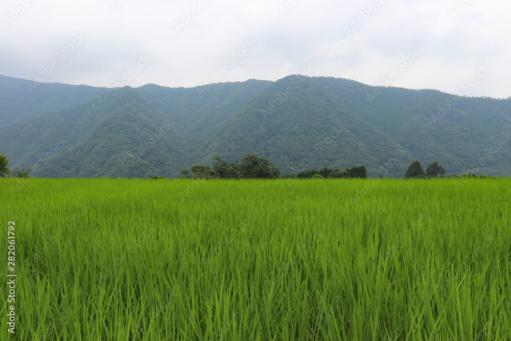 山間部の水田(神奈川県相模原市),rice field,sagamihara city,kanagawa,japan 山間部の水田(神奈川県相模原市),rice field,sagamihara city,kanagawa,japan