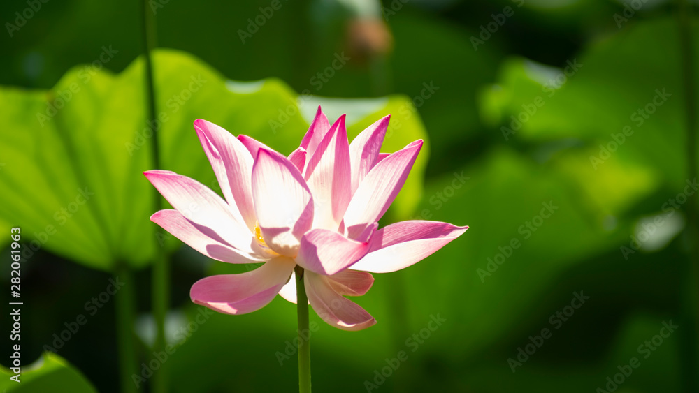 Lotus is a unique aquatic plant. The lotus grows in very muddy water, the color of the flowers is brighter. The color of a flower when it is whiter, if red is redder, if pink is brighter.