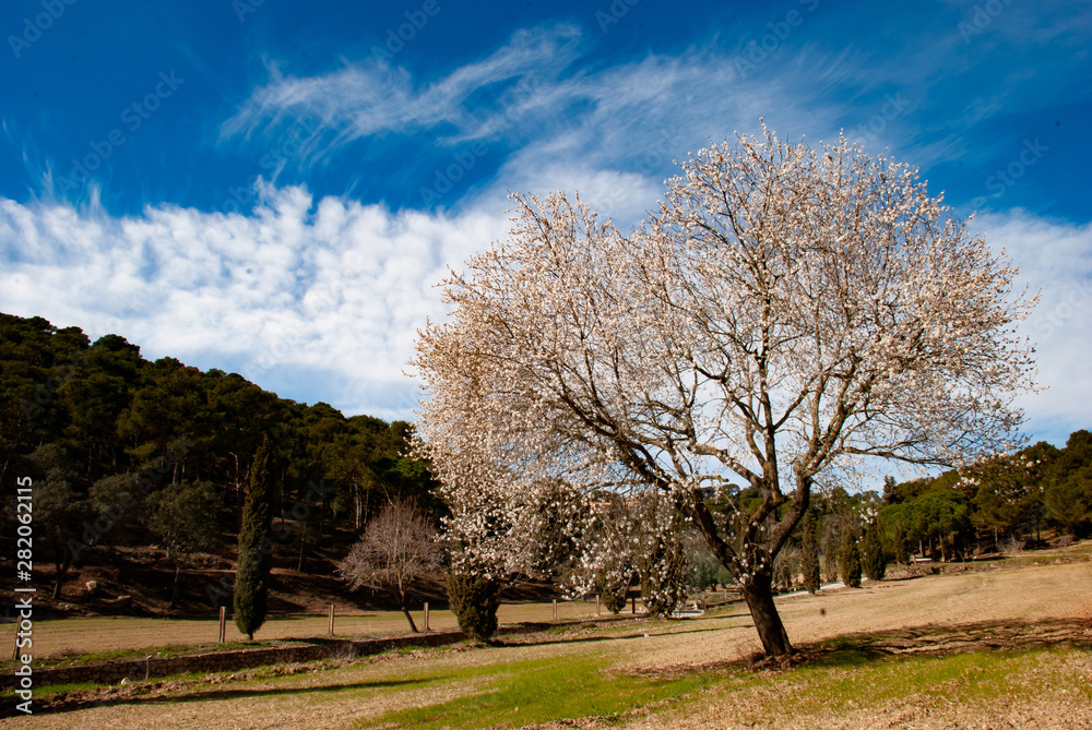 Flowering Tree Montgri Massif Torroella de Montgri Cataluna Spain Flowering Tree Montgri Massif Torroella de Montgri Cataluna Spain