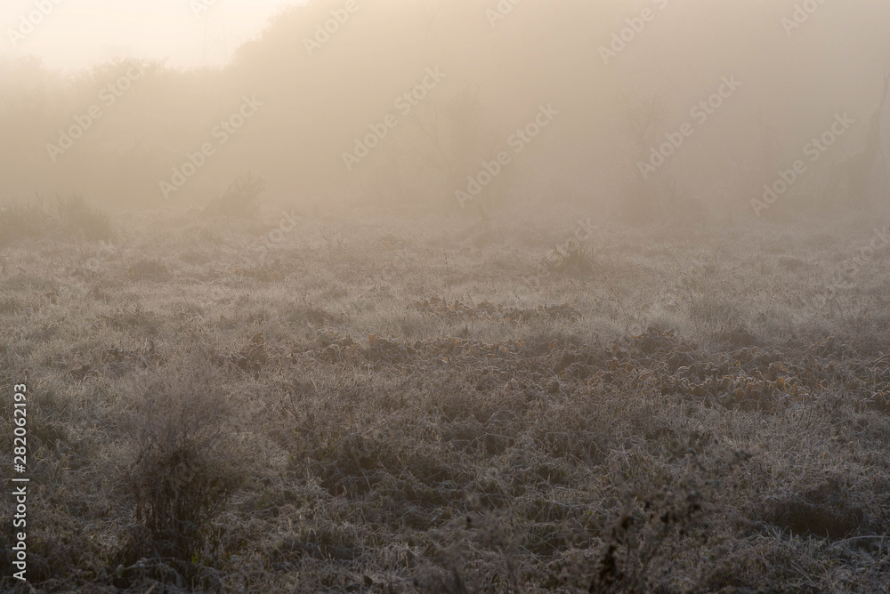 Frost and the icy winter morning 02 Frost and the icy winter morning 02