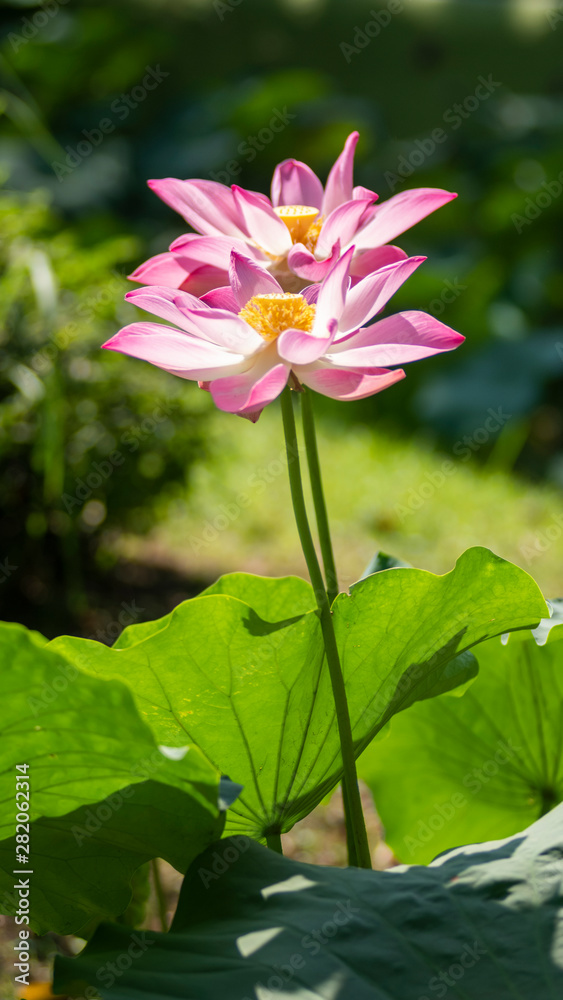 Lotus is a unique aquatic plant. The lotus grows in very muddy water, the color of the flowers is brighter. The color of a flower when it is whiter, if red is redder, if pink is brighter.