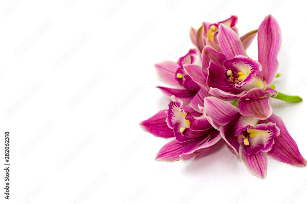 pink cymbidium orchid isolated on white background