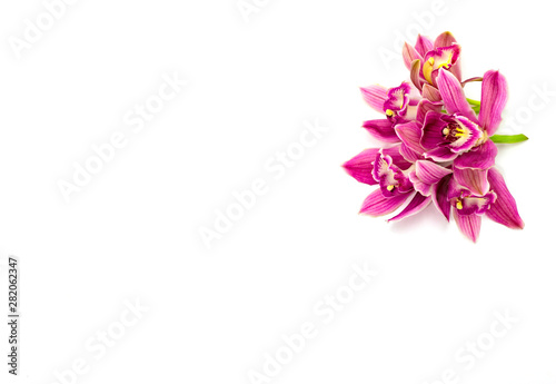 pink cymbidium orchid isolated on white background © DmitrySolmashenko