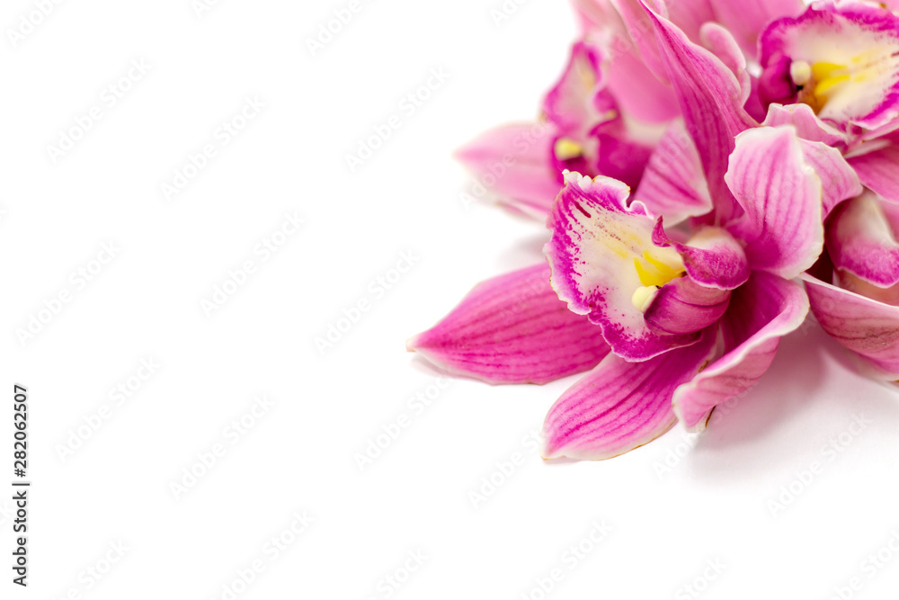 pink cymbidium orchid isolated on white background
