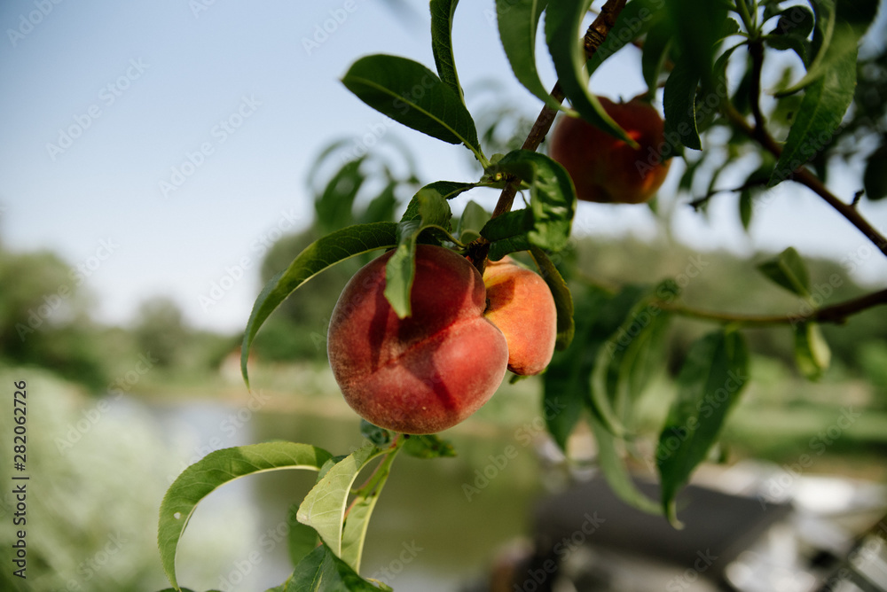 red peaches on a branch ready to be harvested, outdoors, selective focus