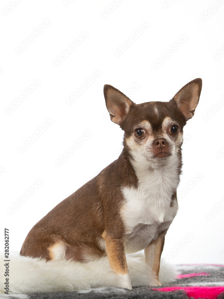 Chihuahua dog portrait. Image taken in a studio with white background. Chihuahua dog portrait. Image taken in a studio with white background.