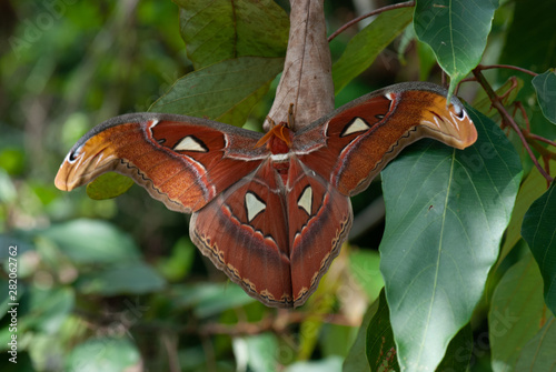 Atlas Moth Attacus atlas Singapore Pulau Ubin