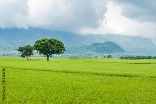 Landscape View Of Beautiful Rice Fields At Brown Avenue, Chishang, Taitung, Taiwan. (Ripe golden rice ear)