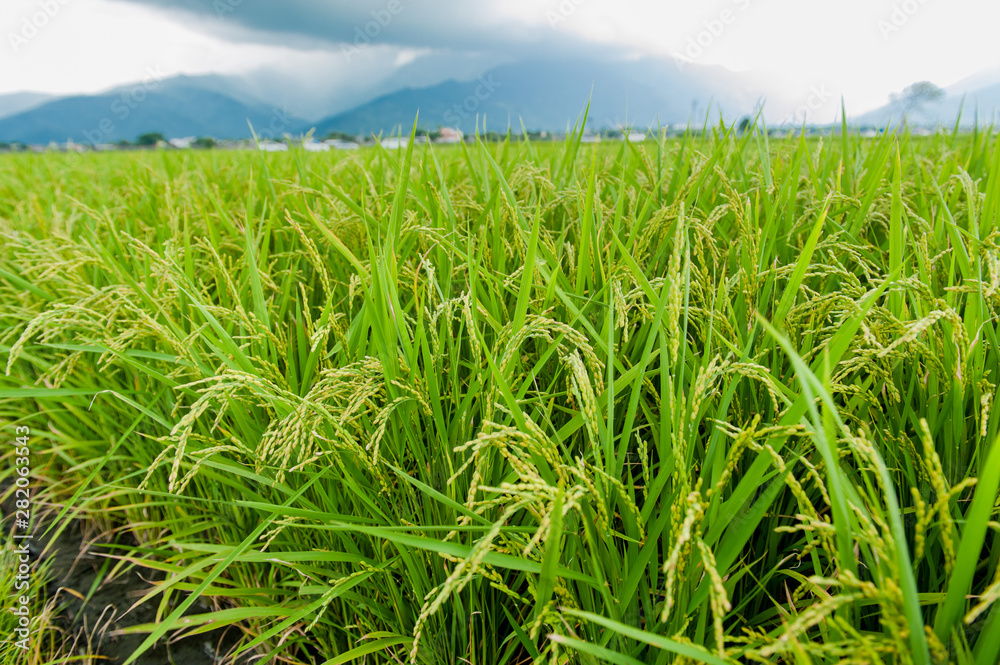 Landscape View Of Beautiful Rice Fields At Brown Avenue, Chishang, Taitung, Taiwan. (Ripe golden rice ear) Landscape View Of Beautiful Rice Fields At Brown Avenue, Chishang, Taitung, Taiwan. (Ripe golden rice ear)