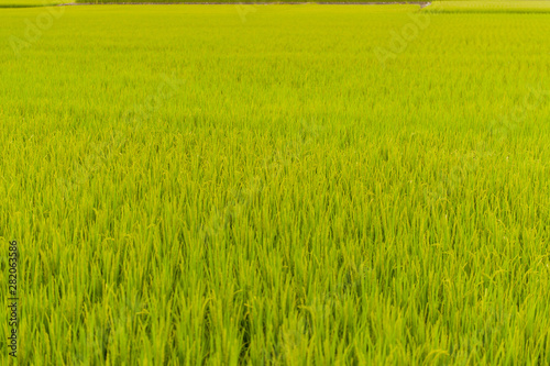 Landscape View Of Beautiful Rice Fields At Brown Avenue, Chishang, Taitung, Taiwan. (Ripe golden rice ear)