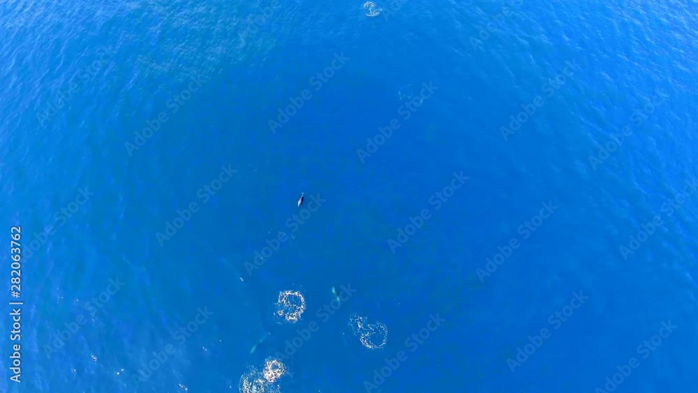 Dolphin swims in the blue sea, dolphins near the coast on the black sea. Dolphin swims in the blue sea, dolphins near the coast on the black sea.