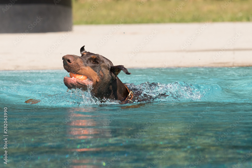 Fototapeta premium Dobermann mit Ball im Pool