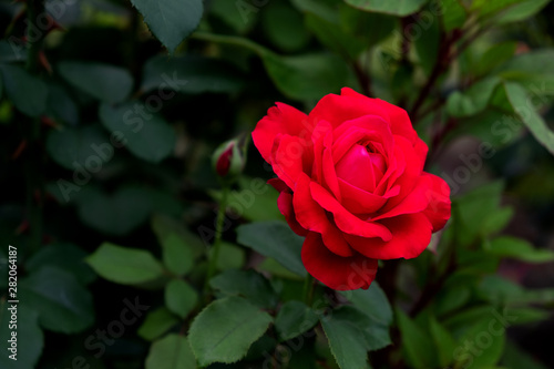 A large red rose with buds on a green Bush.